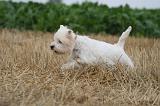 WESTIE 335